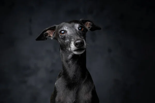 Портрет милой чёрной собаки итальянской породы борзых — стоковое фото