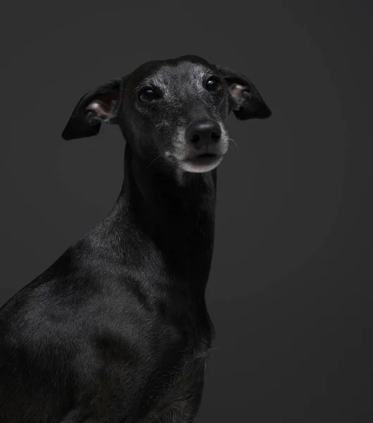 Portrait of italian greyhound with black fur against dark background — Stock Photo, Image