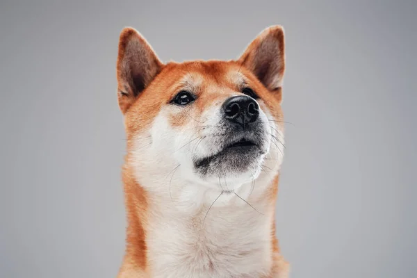 Постріл помаранчевого шиба іну собаки позує на сірому фоні — стокове фото