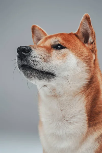 Retrato de cachorro japonês de raça pura contra fundo cinza — Fotografia de Stock