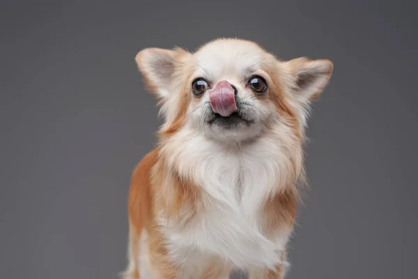 Fluffy pedigreed chihuahua cachorro posando sobre fondo gris — Foto de Stock