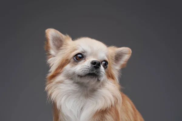 Fluffy pedigreed chihuahua cachorro posando sobre fondo gris —  Fotos de Stock