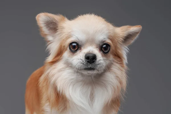 灰色の背景に対する小さなChihuahua子犬の肖像 — ストック写真