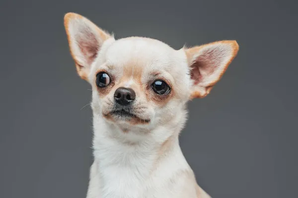 Pedigreed pequeño chihuahua perrito posando sobre fondo gris —  Fotos de Stock