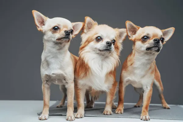 Четыре чистокровных чихуахуа-собаки позируют на сером фоне — стоковое фото
