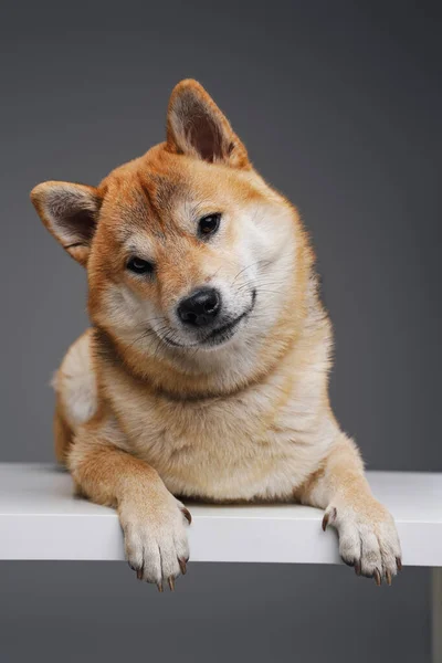 Shiba inu pejsek ležící na bílém stole na šedém pozadí — Stock fotografie