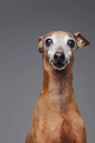 Barna olasz agár kutya pózol szürke háttér — Stock Fotó