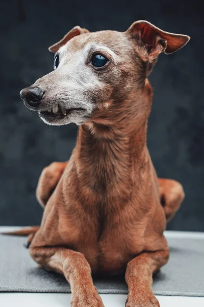 Mooi raszuiver hondje liggend op tafel tegen donkere achtergrond — Stockfoto
