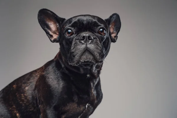 Domestic miniature bulldog with black fur looking at camera — Stock Photo, Image