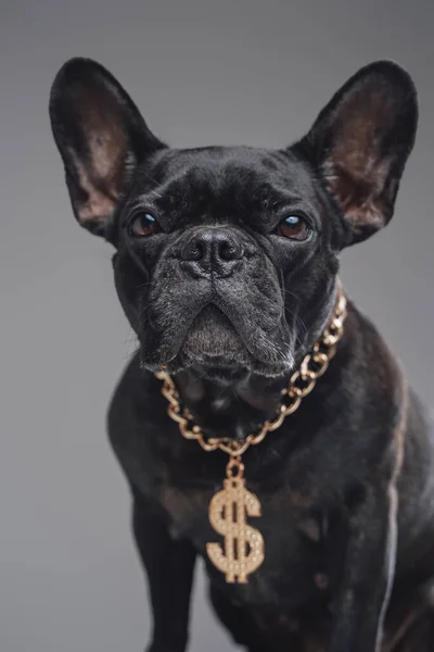 Cool fekete bulldog dollár lánc ellen szürke háttér — Stock Fotó