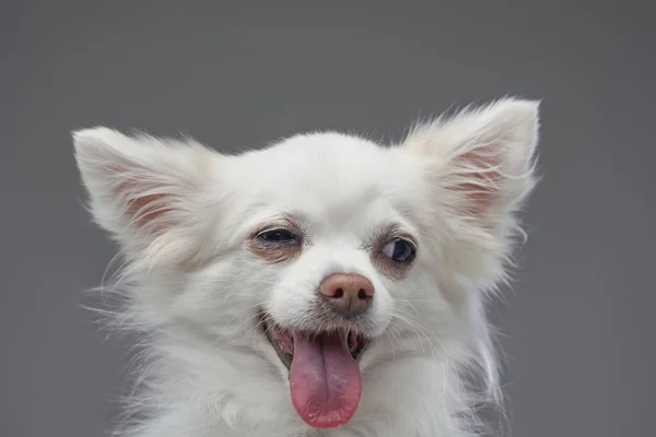 有白色绒毛的快乐可爱的犬类动物 — 图库照片