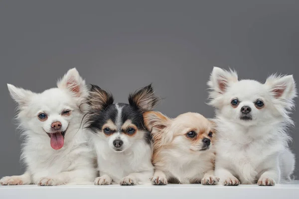 Grupo de cuatro perros chihuahua pomeranianos con pelaje esponjoso — Foto de Stock