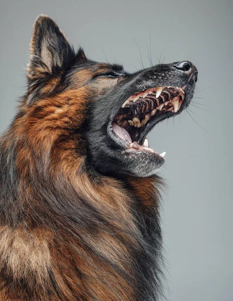 Perro pastor belga de raza pura aullando con piel marrón oscura —  Fotos de Stock
