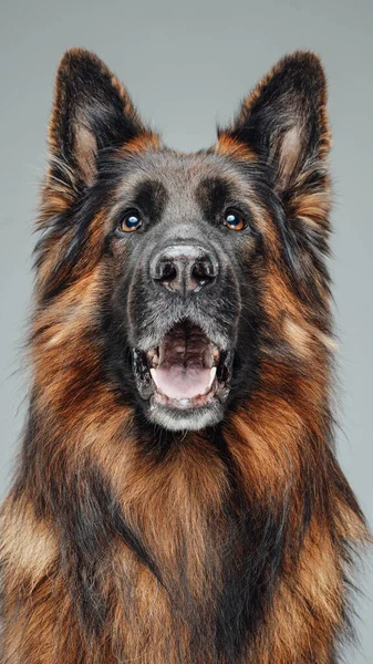 Belgischer Schäferhund mit braunem Fell vor weißem Hintergrund — Stockfoto