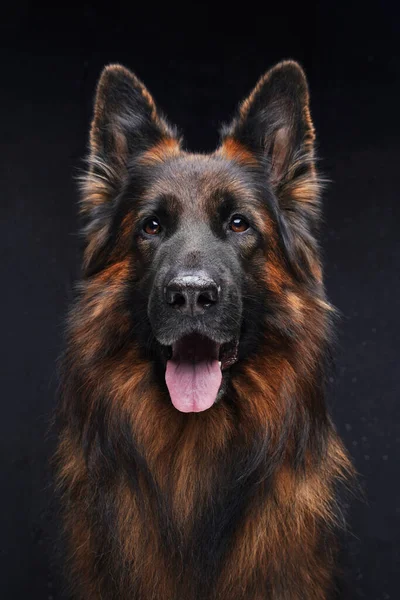 Purebred brown guard dog panting against dark background