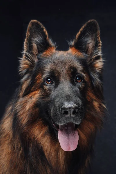 Cane da guardia marrone purosangue che ansima contro lo sfondo scuro — Foto Stock