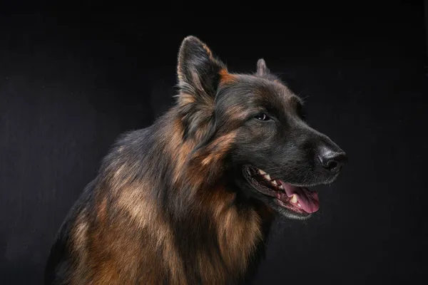Cane con pelliccia marrone che ansima sullo sfondo scuro — Foto Stock