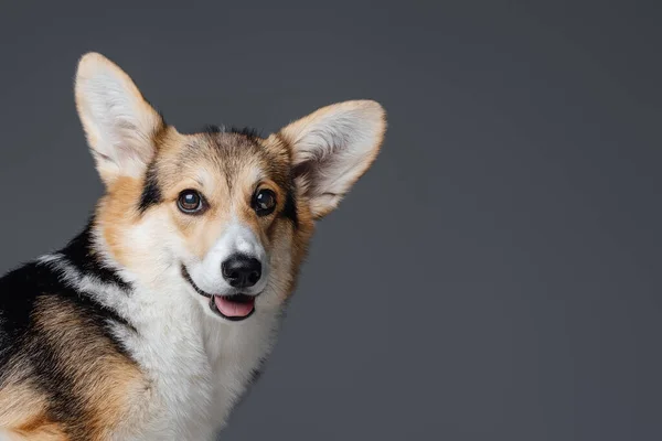Радостная корги собака с длинными ушами на сером фоне — стоковое фото