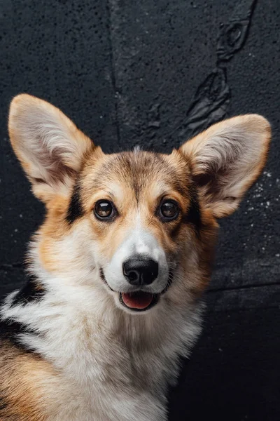 乌黑的墙衬托下的波纹科奇犬的肖像 — 图库照片
