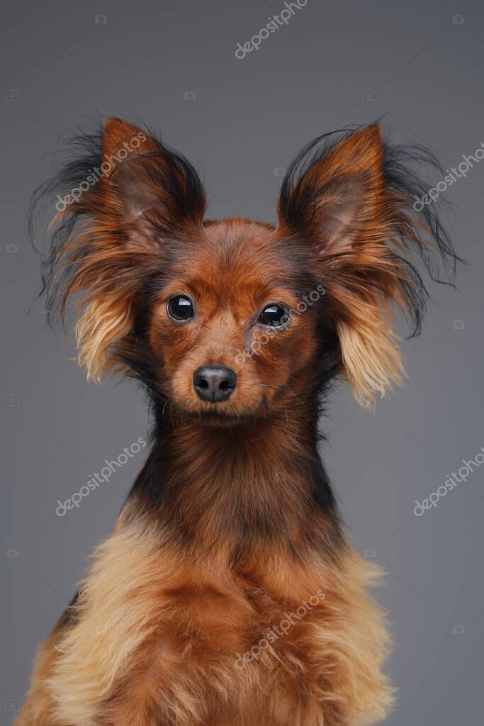 Peludo ruso juguete terrier cachorro contra fondo gris — Foto de