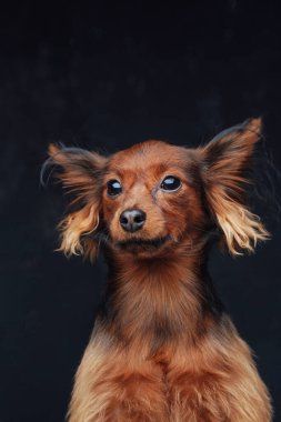 Siyah arka planda kızıl kürklü Rus safkan teriyer köpeği.