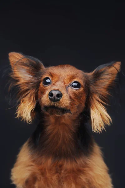 Anjing ras terrier Rusia dengan bulu jahe dengan latar belakang gelap — Stok Foto
