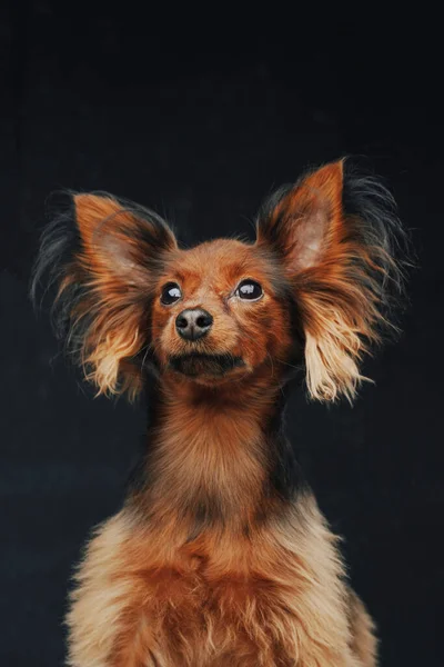 Імбир довгошерстий тер'єр собака позує на темному тлі — стокове фото