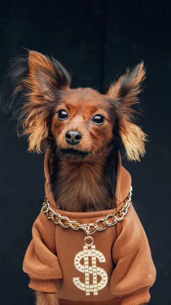Kis hosszú hajú játék terrier kutya öltözött elegáns ruhát — Stock Fotó