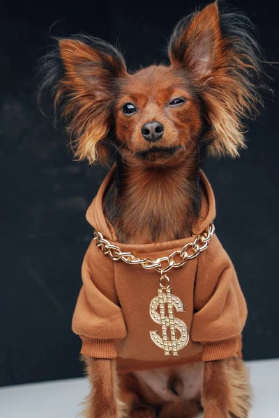 Stijlvolle russische speelgoed terriër hond met hoody en dollar ketting — Stockfoto