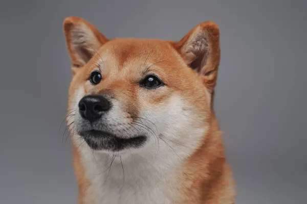 Skott av orange shiba inu hund poserar mot grå bakgrund — Stockfoto