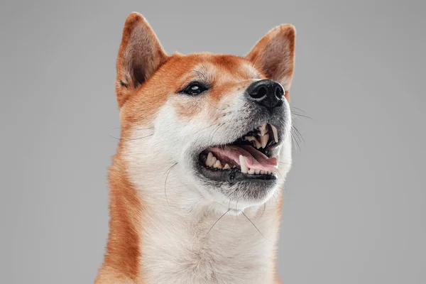 Adorável de raça pura japonês cachorrinho com pele de laranja branca — Fotografia de Stock