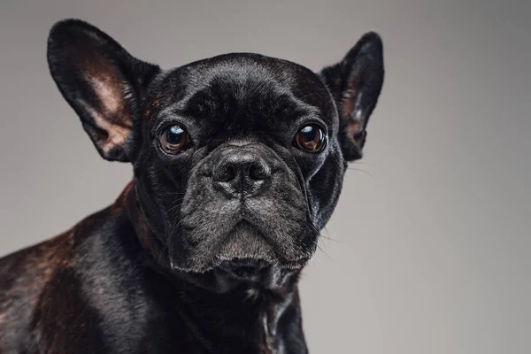 Siyah kürklü ev köpeği kameraya bakıyor. — Stok fotoğraf