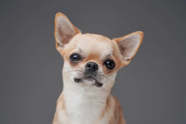 Headshot of lovable chihuhua dog with peach fur — Stock Photo, Image