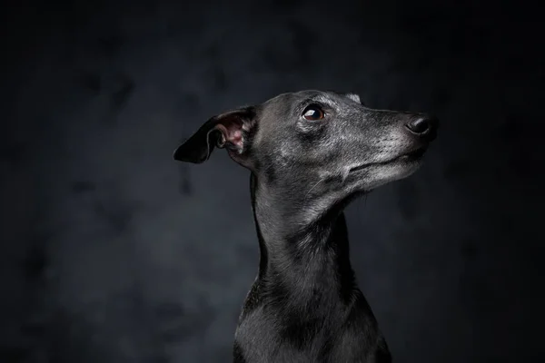 Preto canino companheiro olhando para longe contra escuro fundo — Fotografia de Stock