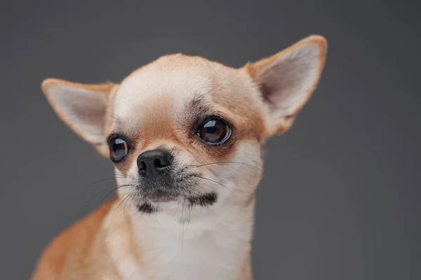 Pedigreed pequeño chihuahua perrito posando sobre fondo gris —  Fotos de Stock