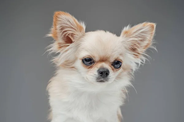 Beige mascota canina blanca doméstica con pelaje esponjoso —  Fotos de Stock