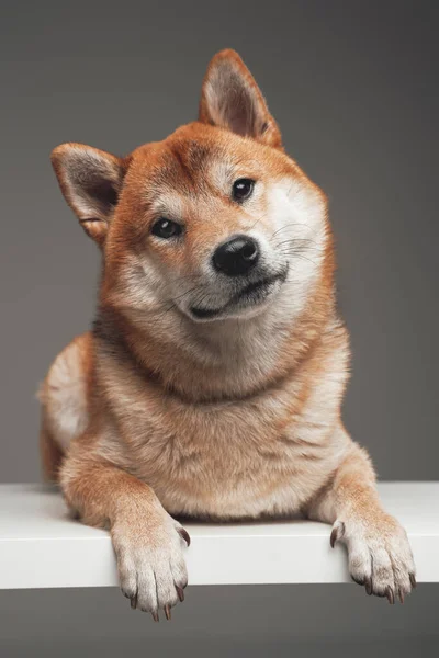 Beyaz masadaki bej kürklü sevimli Japon köpeği. — Stok fotoğraf