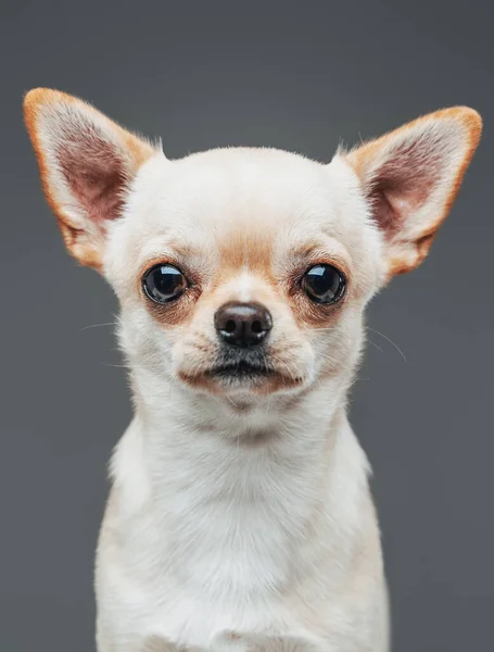 Headshot of lovable chihuhua dog with white fur — Stock Photo, Image