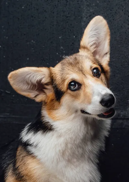 喜怒无常的纯种科吉犬，耳朵长，靠在黑暗的墙上 — 图库照片