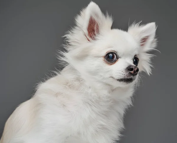 Perro de raza pura con piel blanca esponjosa sobre fondo gris —  Fotos de Stock