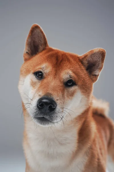 회색 배경에 대한 일본의 순종적 인 강아지의 모습 — 스톡 사진