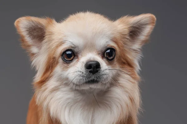 Cão chihuahua fofo adorável com pêssego pêlo branco — Fotografia de Stock