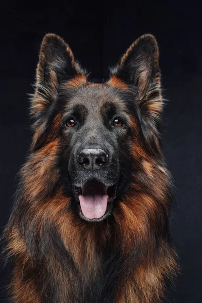 Cane da guardia marrone purosangue che ansima contro lo sfondo scuro — Foto Stock