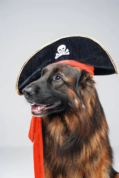 하얀 배경에 해적 모자를 쓰고 있는 벨 지안 양치기 — 스톡 사진