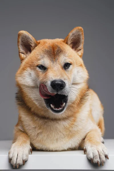 白いテーブルの上にポーズを取るベージュの毛皮を持つ愛らしい日本の犬 — ストック写真