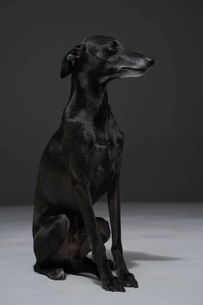 Cãozinho de raça pura adorável com pele preta contra fundo escuro — Fotografia de Stock