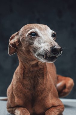 Hilekar safkan köpek karanlık arka planda masada yatıyor.