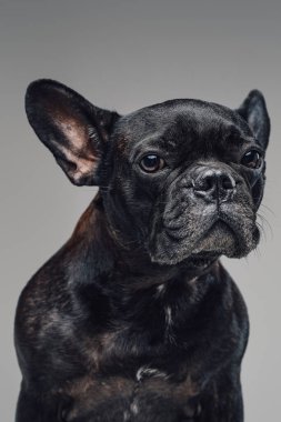 Gri arka planda siyah kürklü Fransız bulldog 'un vesikalığı