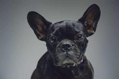 Gri arka planda siyah kürklü Fransız bulldog 'un vesikalığı