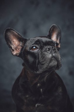 Safkan siyah Fransız bulldog 'u karanlık arka planda poz veriyor.